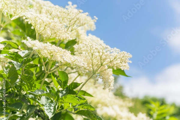 Obraz Holunder blühen am sonnigen Tag im Frühling