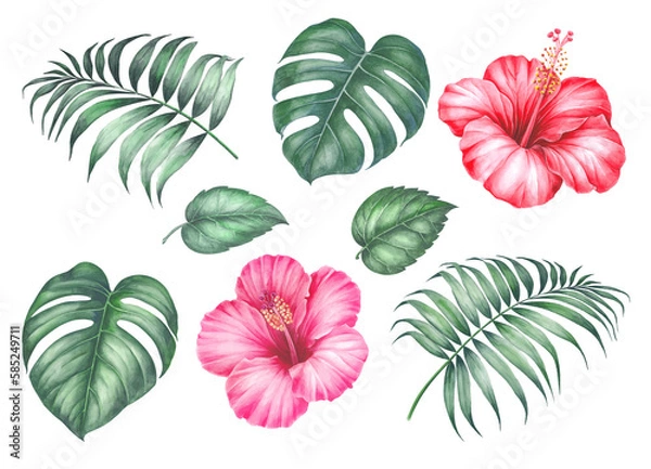Obraz Set of differents flower hibiscus on white background. Watercolor tropical floral illustration