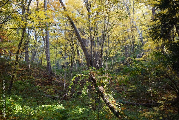 Fototapeta The beautiful fairy-tale like colorful autumn forest in Sapporo Japan