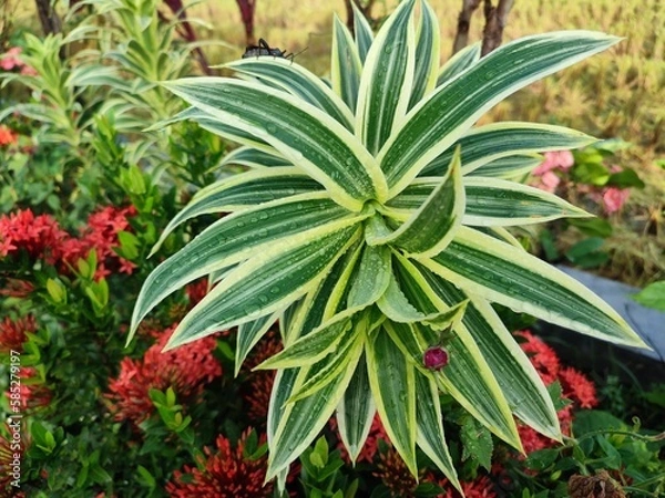 Fototapeta Dracaena reflexa is an ornamental plant, a type of suji plant originating from the Indian Ocean ( Mozambique , Madagascar , and Mauritius )