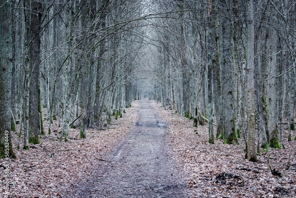 Obraz Bialowieza forest