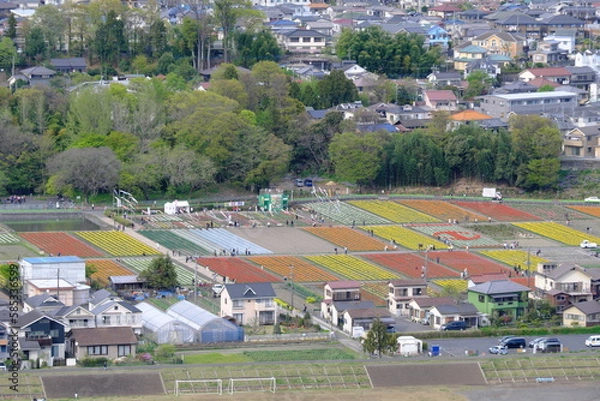 Obraz 東京都羽村市のチューリップ畑風景