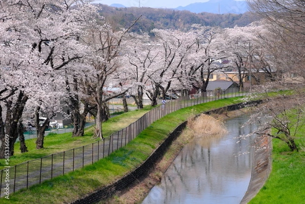 Fototapeta 東京都羽村市の桜並木風景