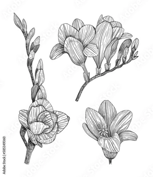 Fototapeta  Freesia. Collection of floral elements. Hand-drawn. Graphics. Engraving