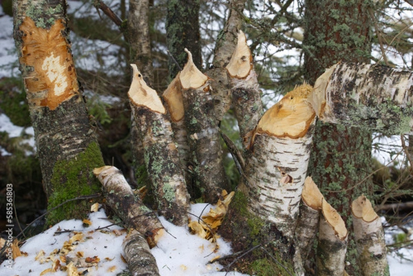Obraz Beaver activity in the landscape.