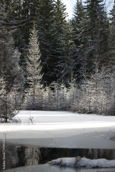 Obraz Beaver activity in the landscape.