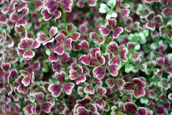 Fototapeta クローバー