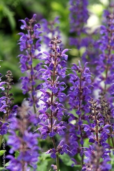 Fototapeta spring flowers