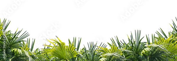 Obraz palm tree leaves overlay texture, border of fresh green tropical plants isolated on transparent background