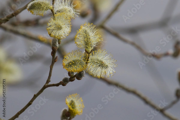 Fototapeta branches with catkins