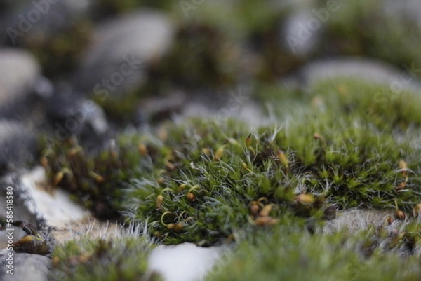 Obraz moss on the rock