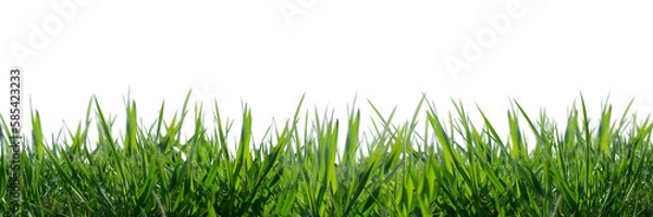 Obraz wild grass blades isolated on transparent background, grass leaves texture overlay