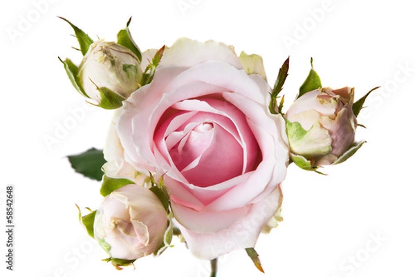 Fototapeta pink roses