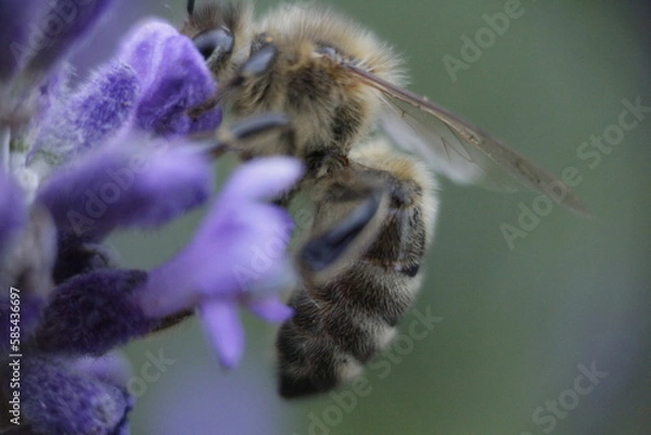 Obraz bee on lavender flower