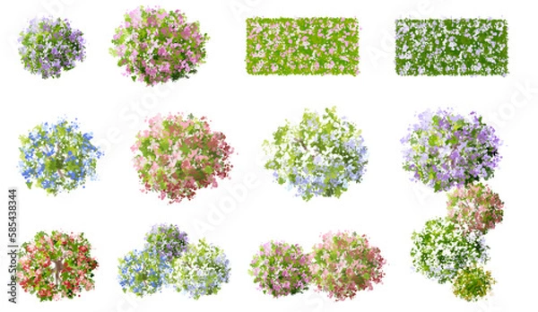 Fototapeta Vector watercolor of blooming tree top view isolated on white background for landscape plan and architecture drawing, elements for environment and garden,botanical elements ,blooming flowers in spring