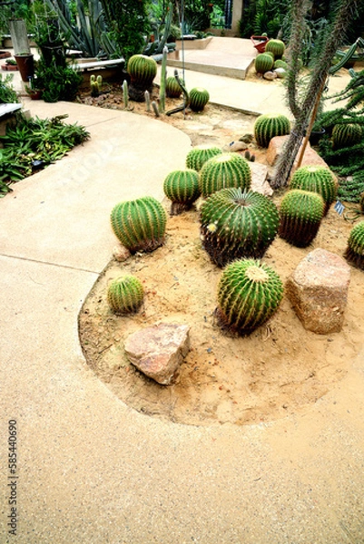 Obraz Golden Barrel Cactus