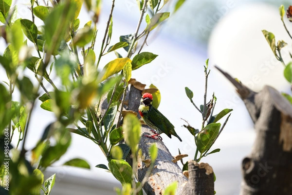 Obraz Coppersmith Barbet