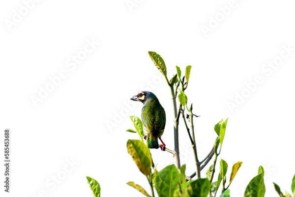 Obraz Coppersmith Barbet