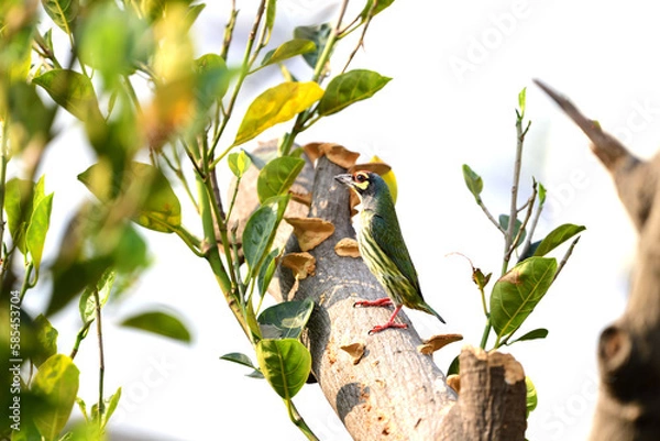 Obraz Coppersmith Barbet