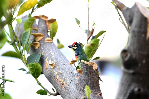 Obraz Coppersmith Barbet