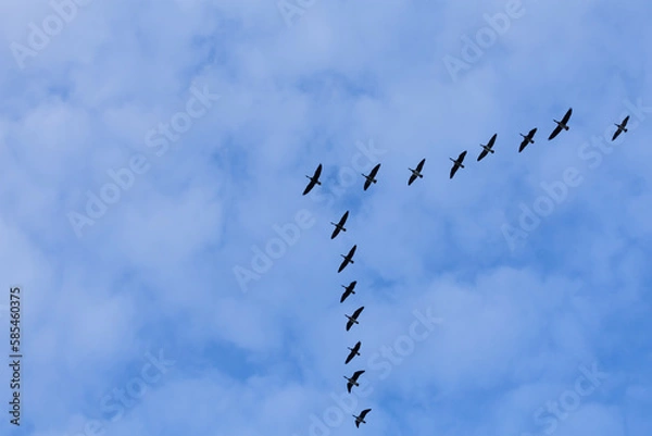 Fototapeta Group of migrating geese birds