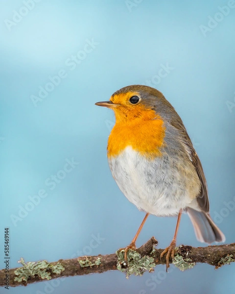 Fototapeta Rudzik Erithacus rubecula