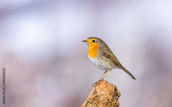 Fototapeta Rudzik Erithacus rubecula