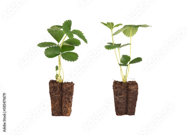 Fototapeta Strawberry plant with roots isolated on transparent or white background. Preparation of the vegetable garden, planting in March and April.