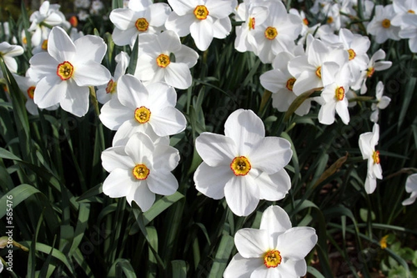 Fototapeta spring in the garden