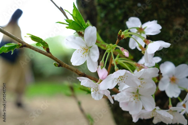 Fototapeta 若い桜