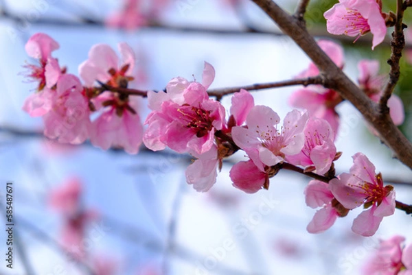 Fototapeta ピンクの桜