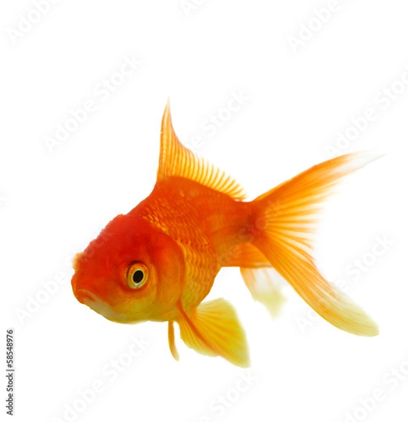 Obraz Red fish on white c