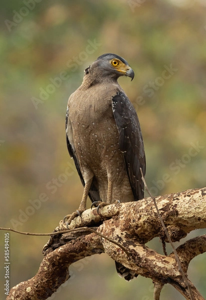 Obraz Crested serpent eagle perched on a tree, Tadoba Andhari Tiger Reserve, India