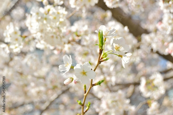 Obraz 桜/Cherry Blossom