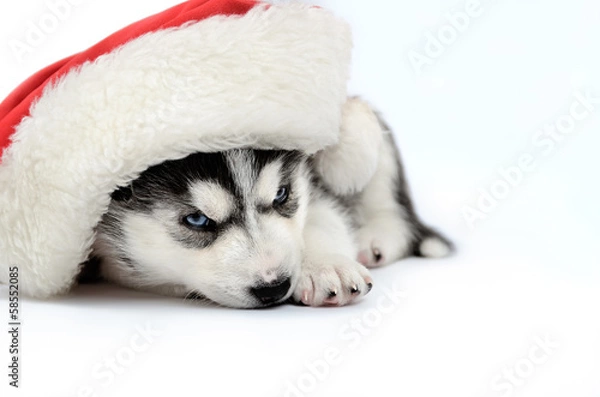 Obraz Siberian Husky puppy