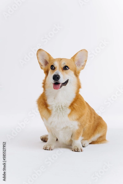 Fototapeta Adorable cute Welsh Corgi Pembroke sitting on white background and looking at side. Most popular breed of Dog
