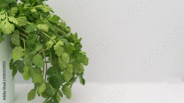 Obraz Selective focus of fresh coriander on isolated white background. 