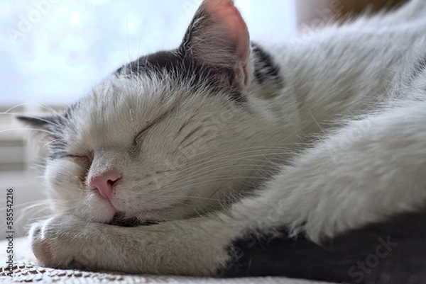 Fototapeta Sleeping black and white European shorthair cat against a window background.