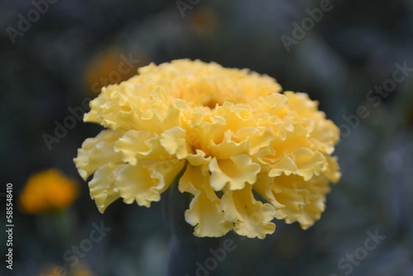 Fototapeta Colorful golden marigold flower with green background