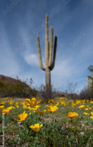 Fototapeta California poppies (Eschscholzia californica) and Saguaro Cactus (Carnegiea gigantea)