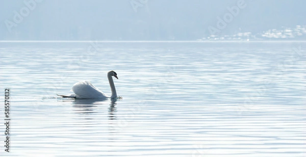 Obraz Banner,a Royal Swan swims in the calm waters of a lake