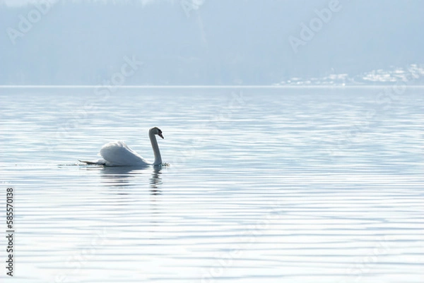 Obraz A Royal Swan swims in the calm waters of a lake