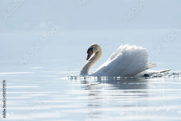 Obraz A Royal Swan swims in the calm waters of a lake