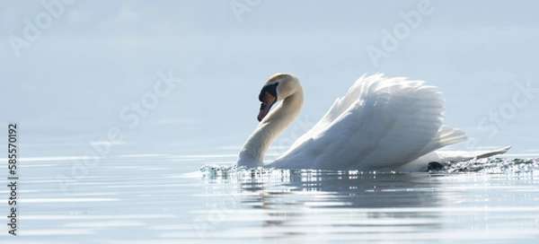Obraz Banner,a Royal Swan swims in the calm waters of a lake