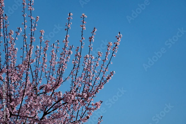 Obraz tree branches with the first flowers of spring