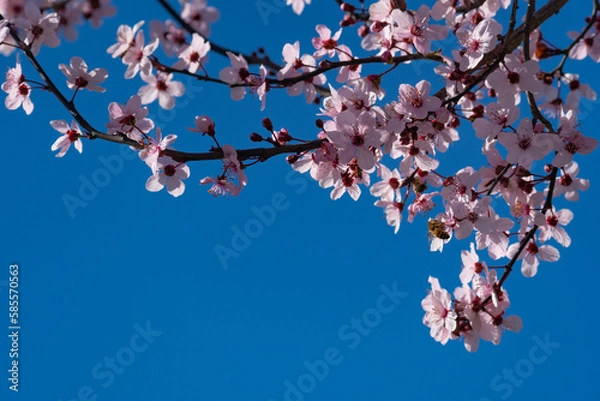 Obraz tree branches with the first flowers of spring
