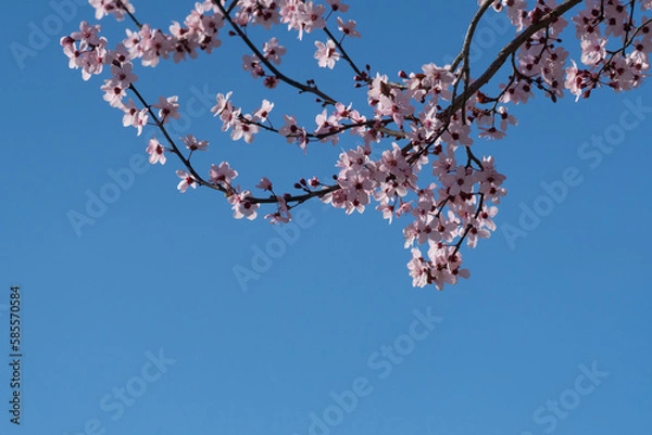 Obraz tree branches with the first flowers of spring