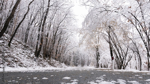 Obraz a snowy road goes through the trees of a forest