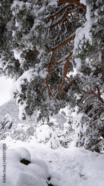 Obraz panorama of hills and snowy trees  