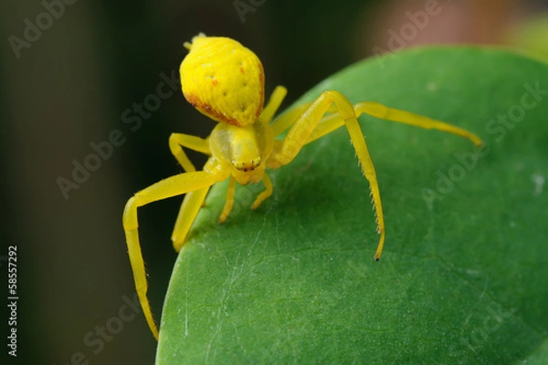 Obraz Yellow spider on a green leaf.